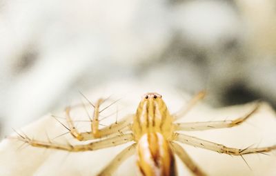 Close-up of spider