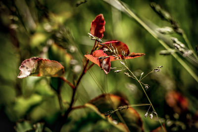 Close-up of red flower