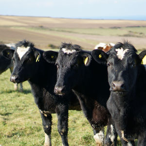 Black cows standing on grassy field against sky
