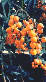 Close-up of leaves on tree