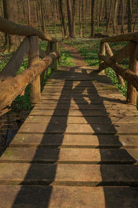 Boardwalk amidst trees