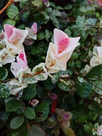 Close-up of pink roses blooming outdoors