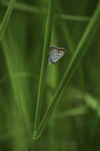 Close-up of butterfly on grass