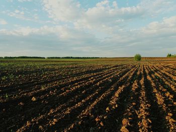 Scenic view of field against sky