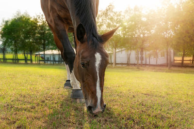 Saxon, thuringian, heavy, warm blood is standing on the grass and eating. it's summer, 