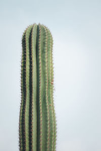 Close-up of succulent plant against sky