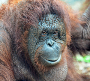 Close-up portrait of horse