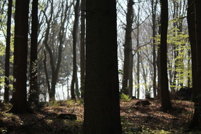 View of trees in the forest