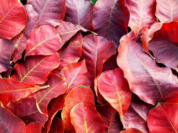 Full frame shot of autumnal leaves