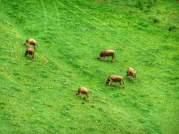 Cow on grassy field