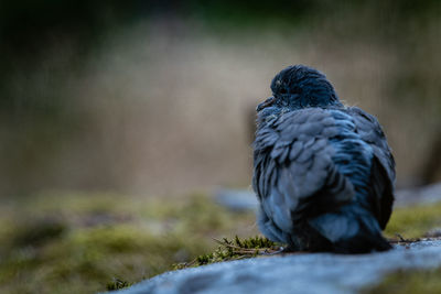 Close-up of wild pigeon bird perching on a rock