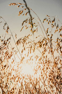 Low angle view of stalks against the sky