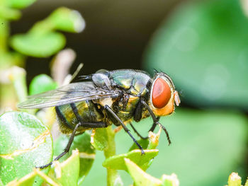 Close-up of fly on leaf