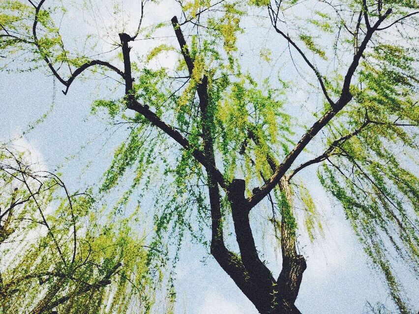 tree, branch, water, tranquility, growth, nature, tranquil scene, tree trunk, beauty in nature, reflection, lake, green color, scenics, day, sky, waterfront, outdoors, leaf, river, no people