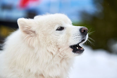 Husky sled dog face, winter background. siberian husky dog breed outdoor muzzle portrait