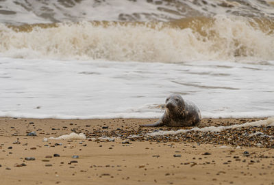 Atlantic grey seals on east anglia beach