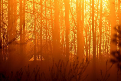 Silhouette trees in forest during sunset