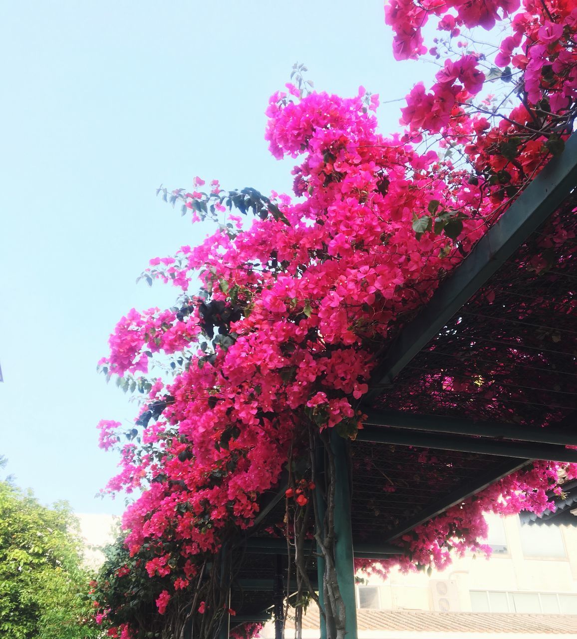 LOW ANGLE VIEW OF PINK FLOWERING PLANT