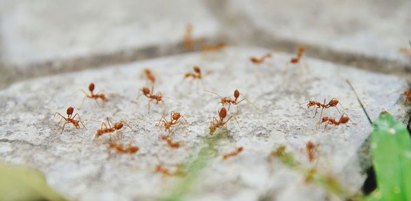 Close-up of ants on leaves