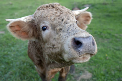 A light brown bull with horns in a free field.