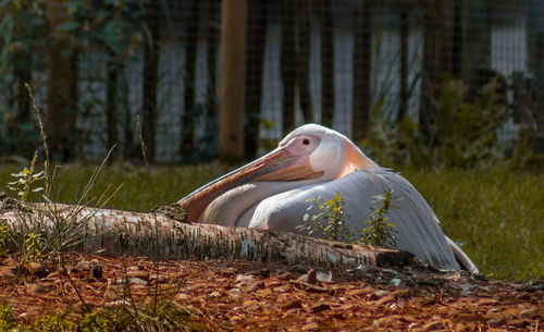 Close-up of bird on tree