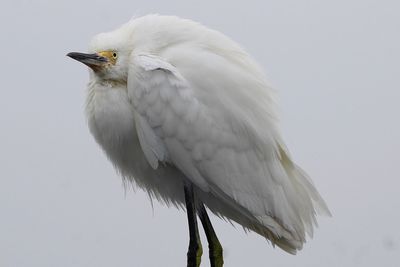 Low angle view of bird perching on a branch