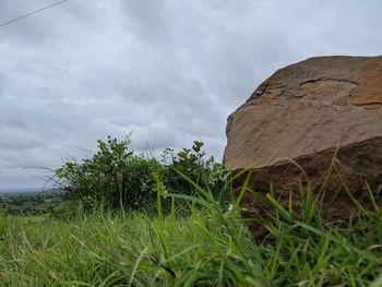 Plants on field against sky