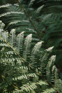 Close-up of fern leaves