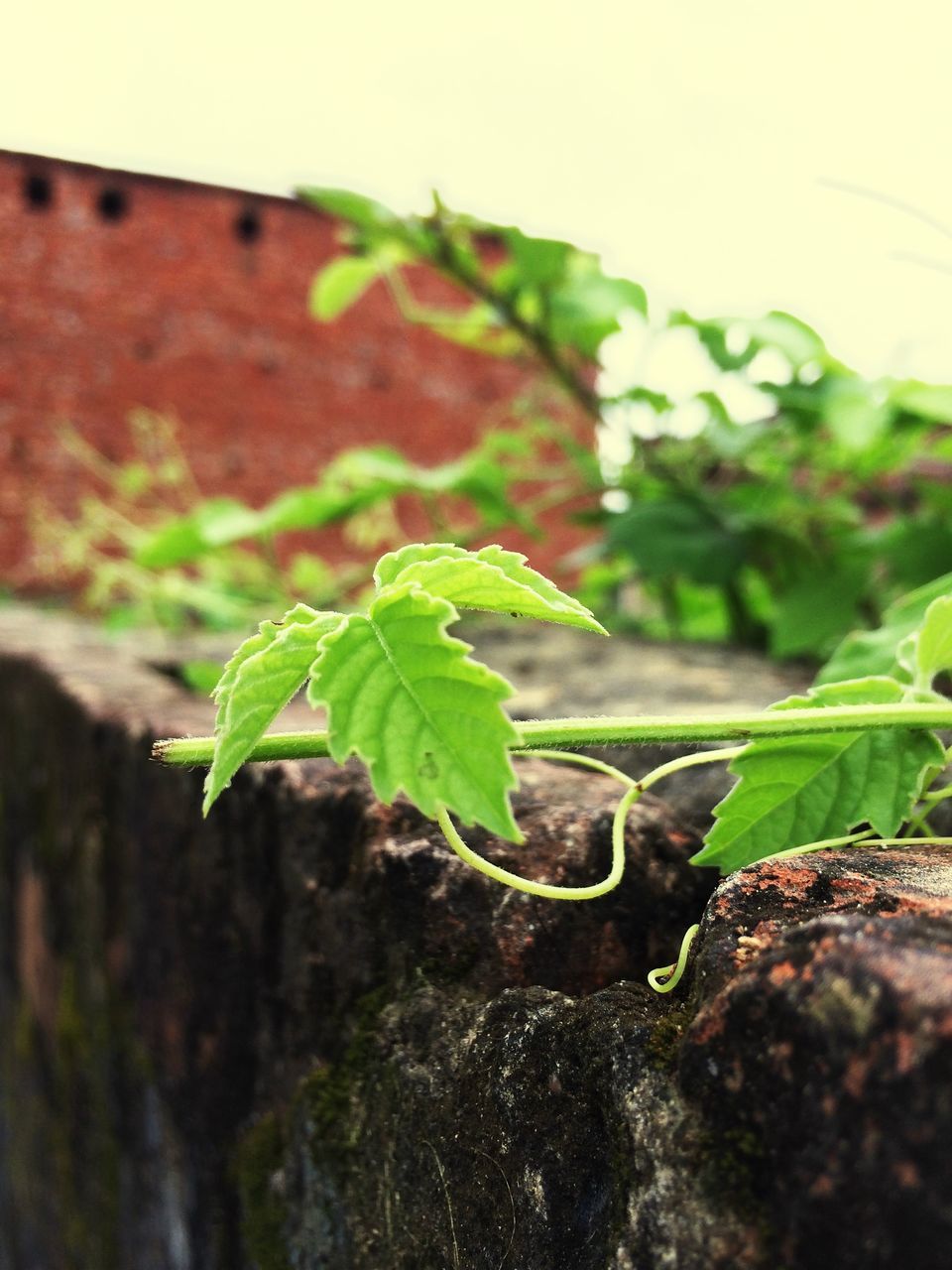 PLANTS GROWING ON WALL