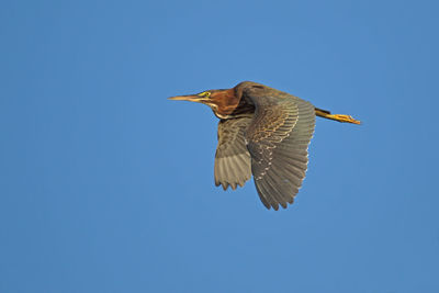 Low angle view of green heron flying in clear blue sky