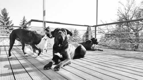 Low angle view of dogs sitting in porch on sunny day