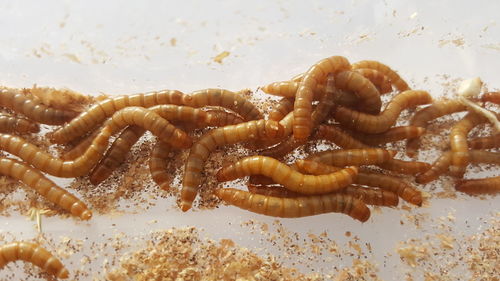 Close-up of crab in water