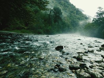 River flowing through forest