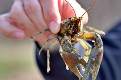 Close-up of hand holding insect
