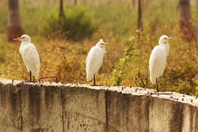 Birds perching on ground