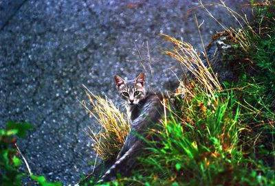 Portrait of cat sitting on field