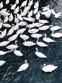 High angle view of swans swimming in lake