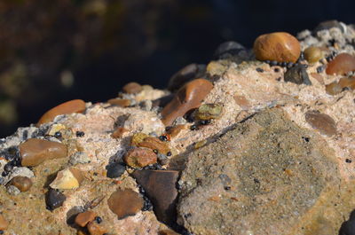 Close-up of a mushrooms