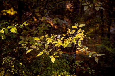 High angle view of plants in forest