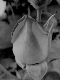 Close-up of rose blooming outdoors