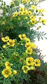 Close-up of yellow flowers blooming outdoors