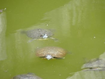 High angle view of turtle swimming in lake