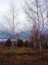 Bare trees on field against sky during autumn