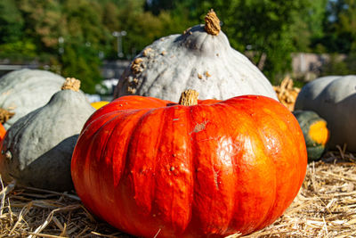 Close-up of pumpkins on field