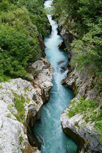 Stream flowing through forest