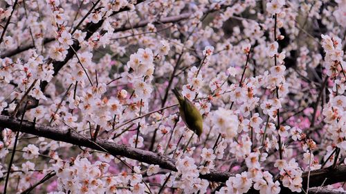 Low angle view of cherry blossoms in spring