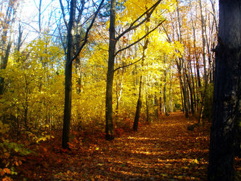 Trees in forest