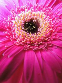 Close-up of pink flower
