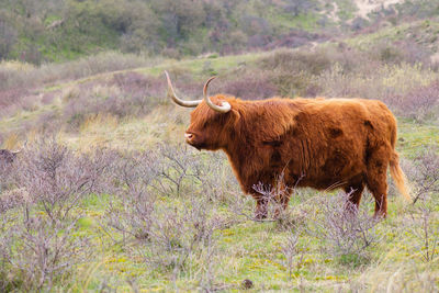 Scottish highland cattle, cow in the countryside, bull with horns on a pasture, ginger shaggy coat
