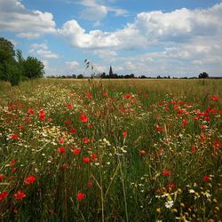 Scenic view of poppy field against sky